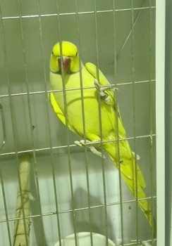 Campeonato Nacional de Ornitologia em Santiago do Cacém Junta 4250 aves até domingo