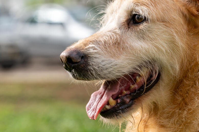 Baía do Seixal acolhe Cãominhada Solidária Angariação de donativos para as associações zoófilas do concelho . Dia 13 de maio