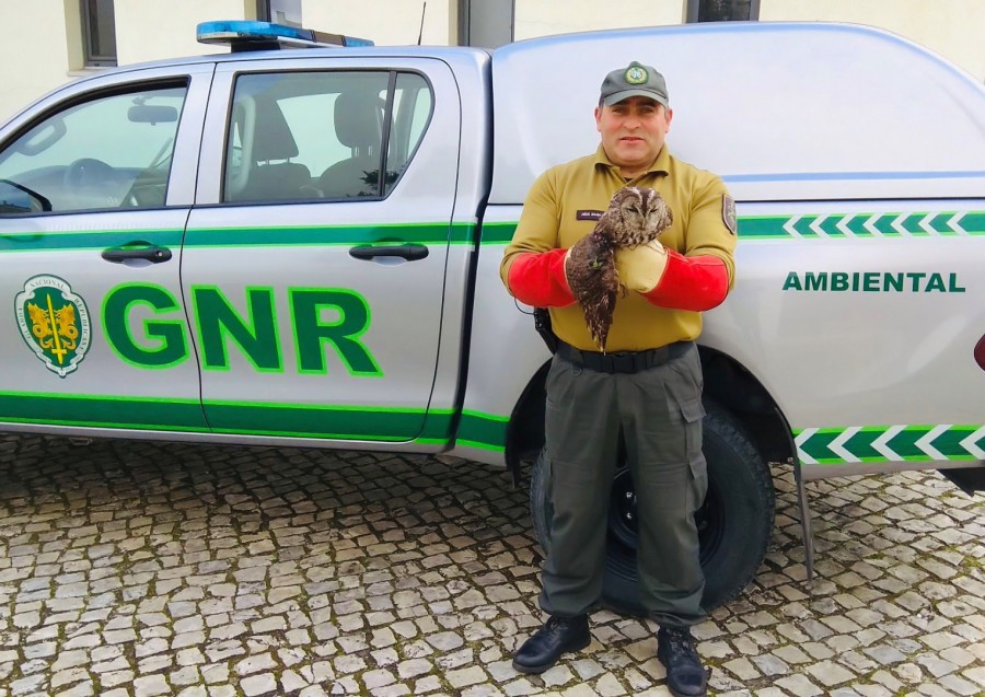 Na localidade de Montijo GNR recuperou uma coruja do mato - strix aluco