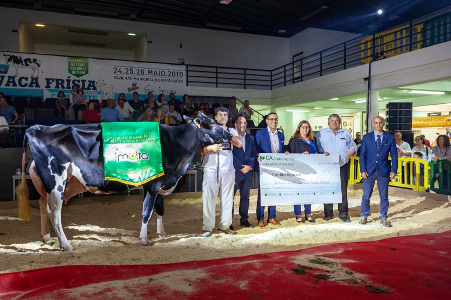 Moita - XX Concurso da Raça Holstein Frísia Contou com a participação de 12 criadores e cerca de 70 animais . Número crescente de participantes