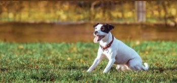 Montijo - Workshop de treino de obediência básica canina Celebra Dia Mundial do Animal