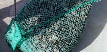 Polícia Marítima fiscaliza Captura de bivalves e polvo no rio Tejo