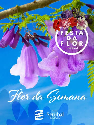 Setúbal - Ao longo de quatro dias na Avenida Luísa Todi Exposições florais, atividades literárias e momentos musicais . Festa da Flor
