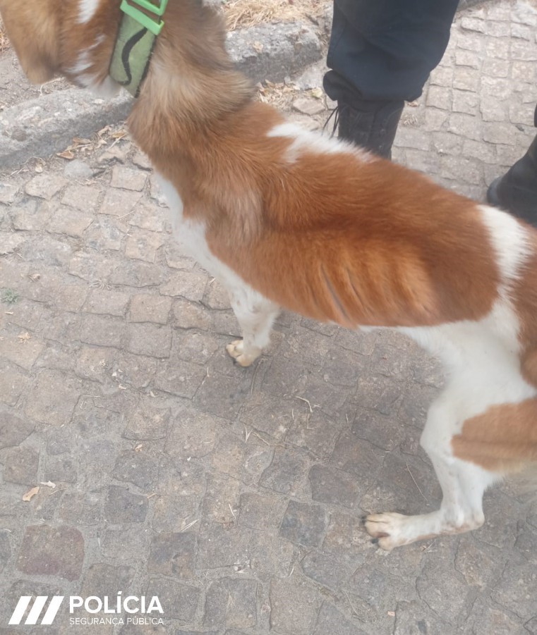 Divisão Policial do Barreiro Detenção de individuo pelo crime de maus tratos a animais de companhia
