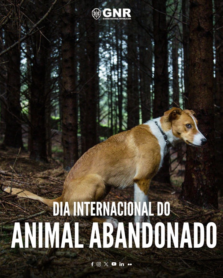 Dia Internacional do Animal Abandonado GNR alerta para os crimes de abandono e maus tratos de animais de companhia