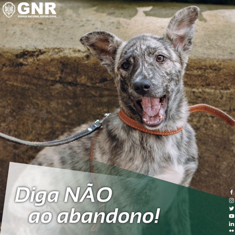 Dia Internacional do Animal Abandonado Até 31 de julho de 2021 foram registados 197 crimes de abandono