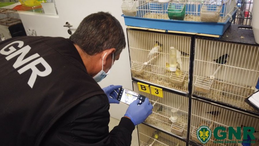 Dia Mundial da Conservação da Vida Selvagem 2.841 animais selvagens resgatados/apreendidos . GNR salvaguarda dos valores naturais e ambientais