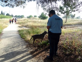 Setúbal – Operação de fiscalização de animais de companhia Nos concelhos de Alcochete, Barreiro, Moita e Montijo . Foram fiscalizados 43 canídeos
