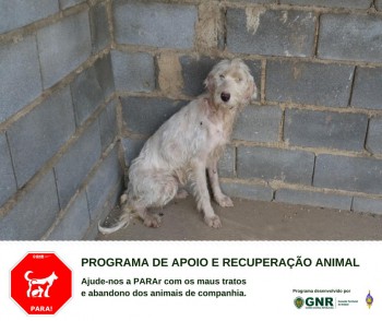 Postos Territoriais da GNR de Sines e Santiago do Cacém Resgate de canídeo na A26
