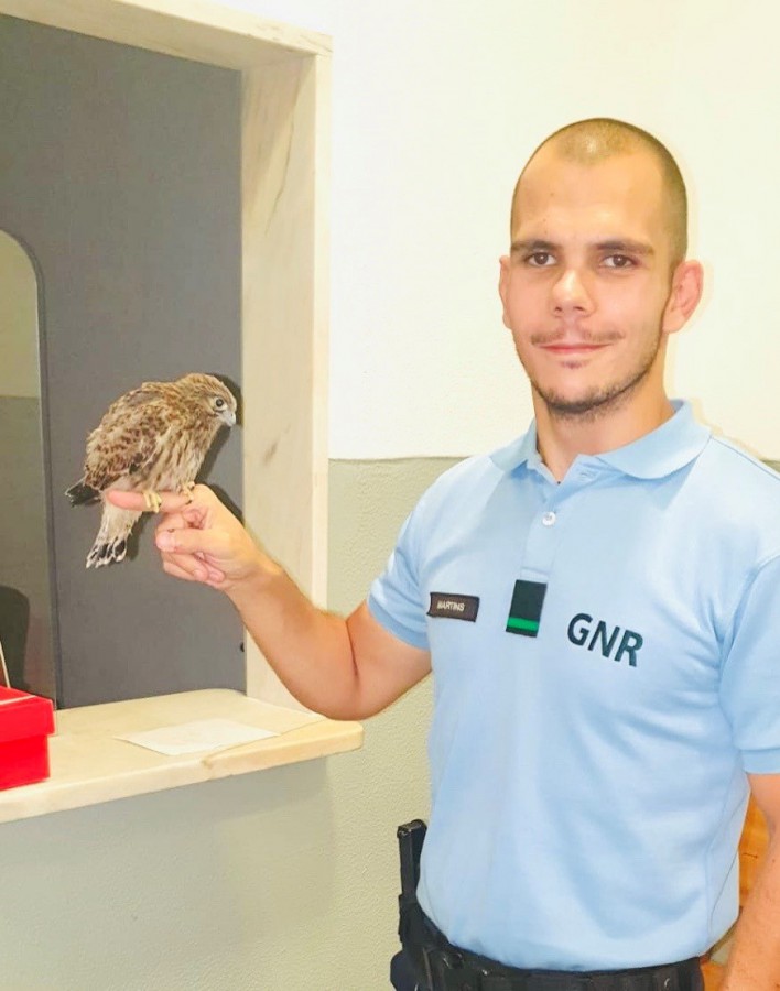 Núcleo de Proteção Ambiental da GNR Recuperou um falcão no Montijo.