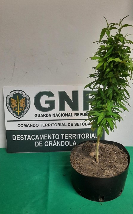 Grândola Detido por cultivo de cannabis