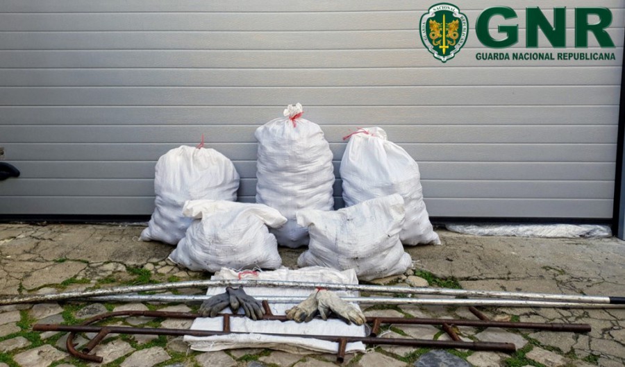 Em Sines Detidos por furto de cerca de 130 quilos de pinhas