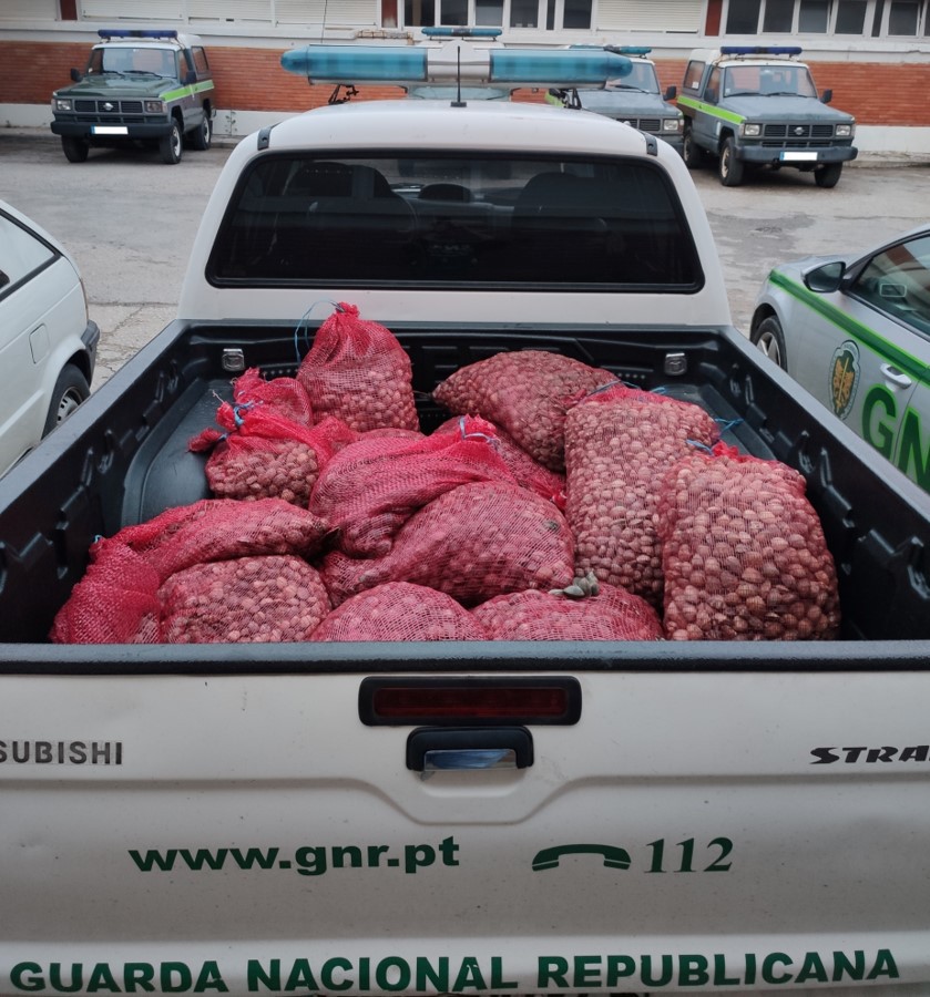 Moita – Apreensão de moluscos e bivalves vivos sem registo legal 275 quilos de amêijoa-japonesa com o valor estimado de 2 475 euros