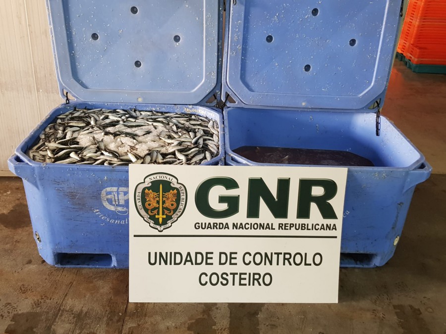 Sines Apreensão de 600 kg de sardinha