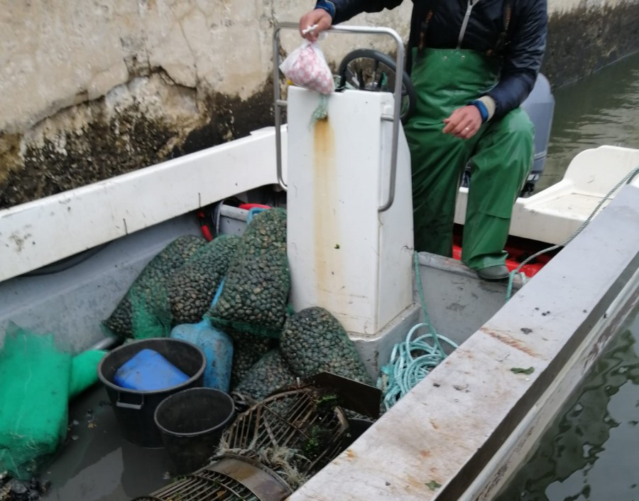 No estuário do rio Tejo Polícia Marítima apreende 180kg de amêijoa japónica