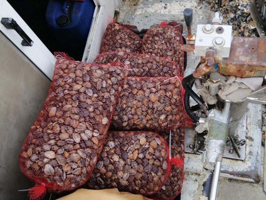 No estuário do rio Tejo Polícia Marítima apreende cerca de 350kg de amêijoa japónica