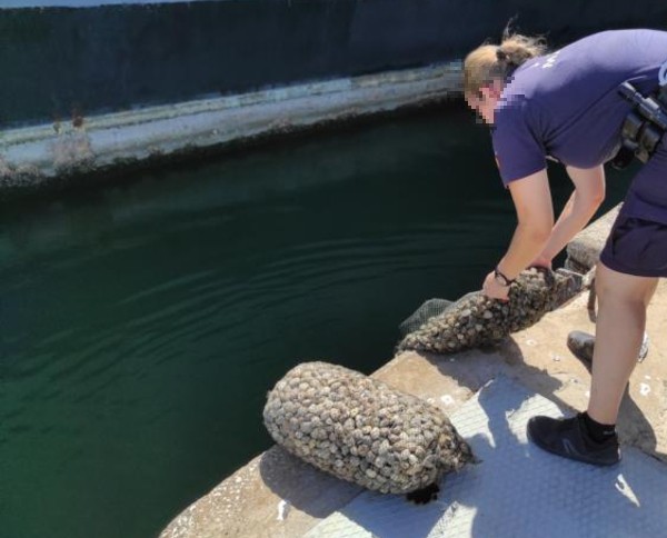 Polícia Marítima apreende mais de uma tonelada de amêijoa no estuário do rio Tejo
