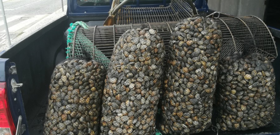 Na zona da Cova da Piedade no concelho de Almada Polícia Marítima apreende 450kg de amêijoa japónica