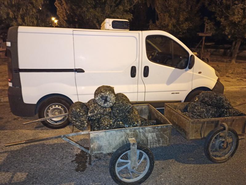 Polícia Marítima apreende no estuário do rio Tejo Cerca de 500 kg de amêijoa-japonesa