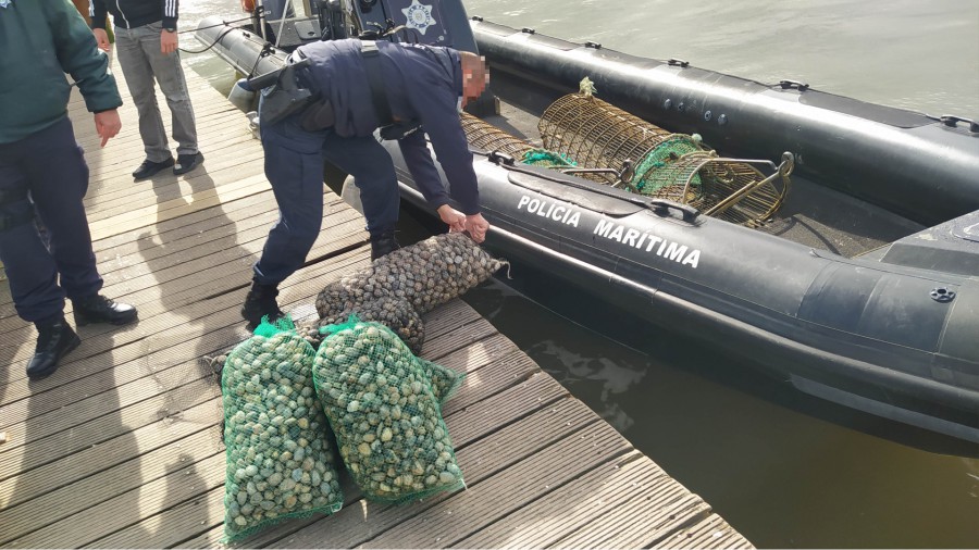 No estuário do rio Tejo Polícia Marítima apreende cerca de 200kg de amêijoa japónica