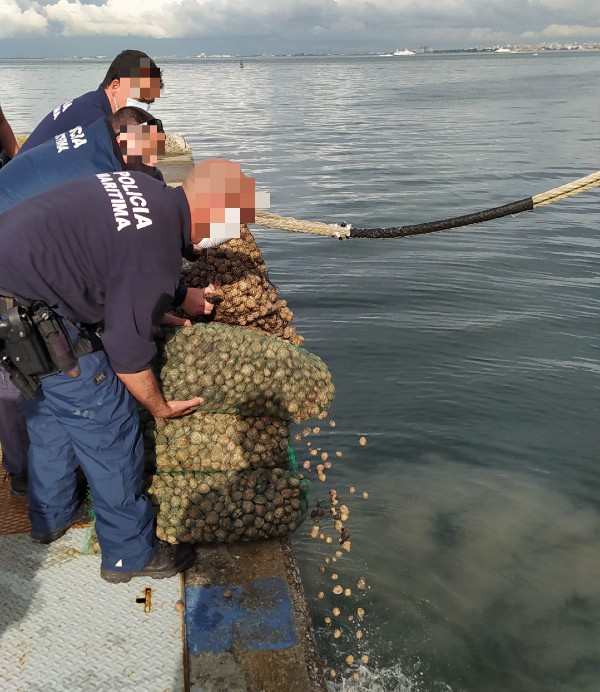 Em Almada Polícia Marítima apreende cerca de 630kg de amêijoa «pé-de-burro»