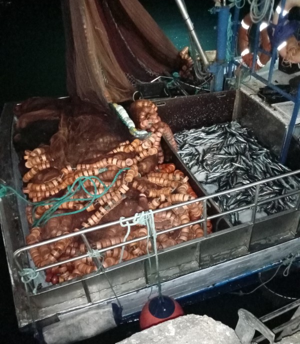 No Parque Natural da Arrábida - Sesimbra Polícia Marítima apreende 3,5 toneladas de pescado