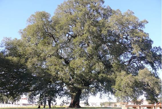 Palmela - Sobreiro Assobiador com mais de 200 anos, português Eleito «European Tree of the Year 2018»