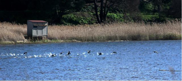 Sesimbra - No Espaço Interpretativo da Lagoa Pequena Observação de aves este sábado