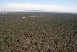 Seixal - Ações irão decorrer no Pinhal das Freiras entre a Verdizela e Fernão Ferro Voluntariado na floresta para jovens dos 18 aos 30 anos