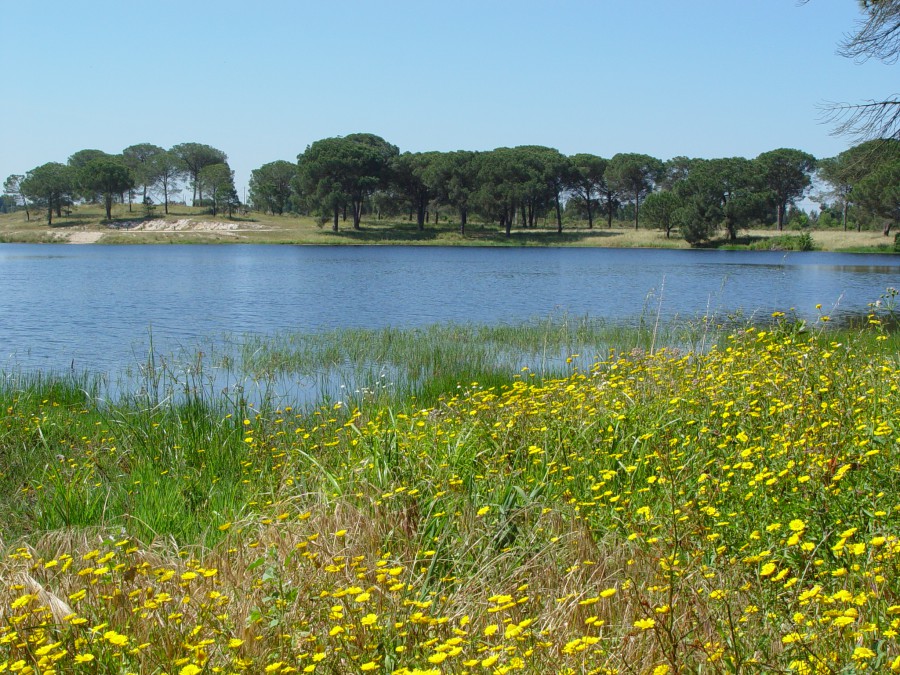 Conhecimento sobre o estado de conservação da flora vascular do país Município do Montijo apoia Sociedade Portuguesa de Botânica