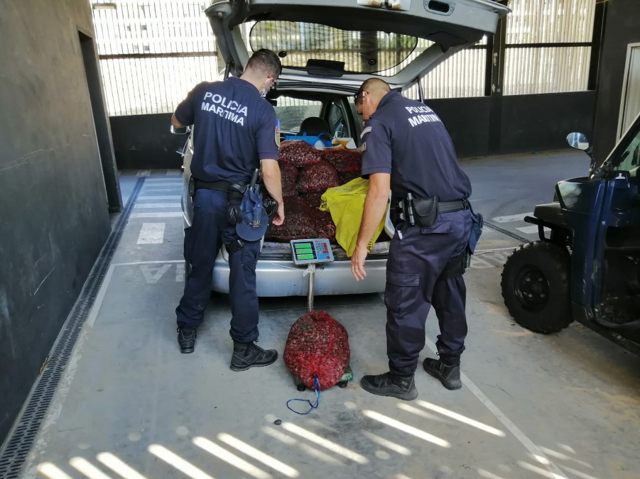 Na zona ribeirinha do Barreiro Polícia Marítima apreende cerca de 700 kg de amêijoa-japonesa no estuário do rio Tejo