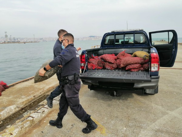 Na zona ribeirinha do Barreiro Polícia Marítima apreende cerca de 250kg de amêijoa-japonesa