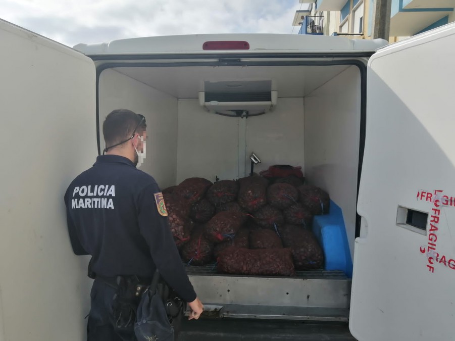 Moita - Na zona ribeirinha de Alhos Vedros Polícia Marítima apreende uma tonelada e meia de amêijoa-japonesa
