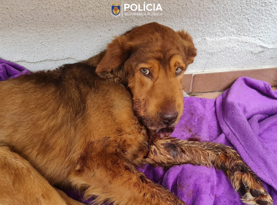 Almada Retirada de animal de companhia por maus tratos