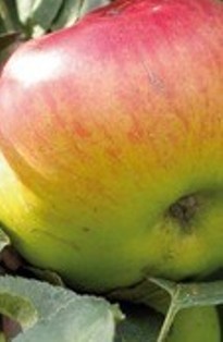 Maçã Riscadinha de Palmela DOP no Pomar Pedagógico da Compal Crianças de Quinta do Anjo representaram o concelho na inauguração