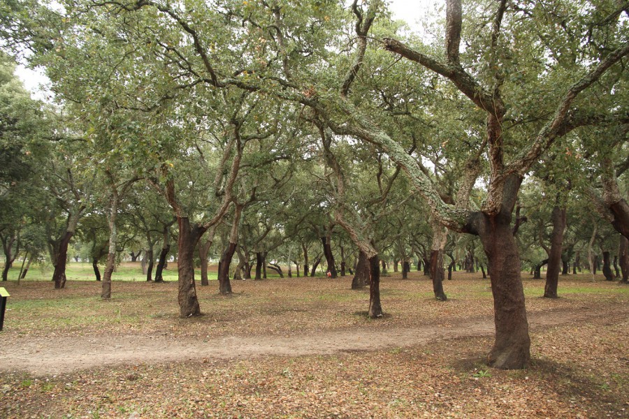 Palmela - Inscrições abertas para visita ao Sobral de Quinta do Anjo com identificação de aromáticas, cogumelos e rizomas