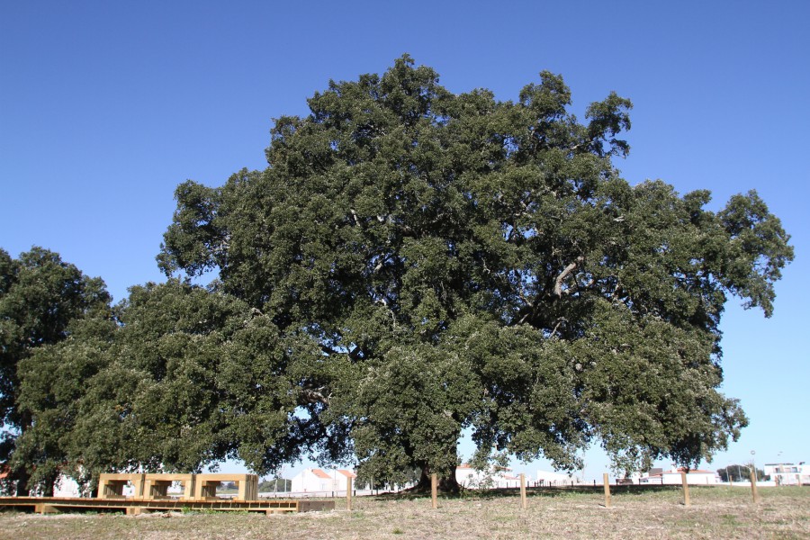 Sobreiro de Águas de Moura no concelho de Palmela Coloca distrito de Setúbal no concurso europeu Tree of the Year
