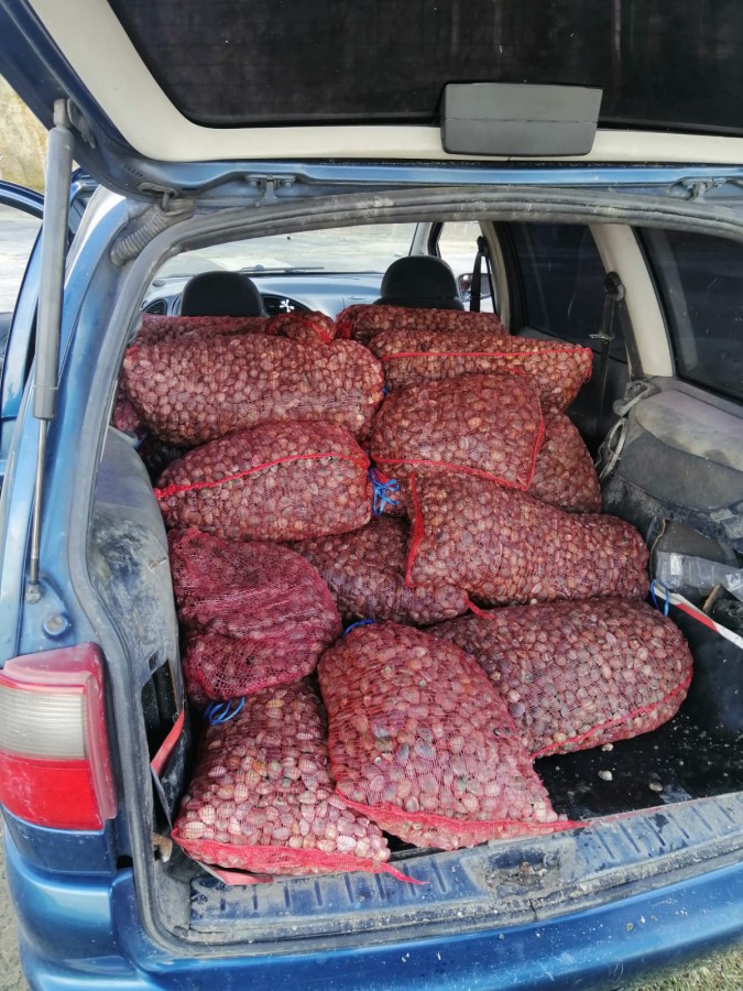 Na zona do Samouco - Alcochete Polícia Marítima apreende 848kg de amêijoa japónica
